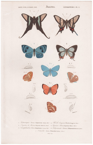 antique hand-colored butterfly prints
